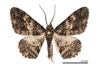 藏品(暗黃斑霜尺蛾)的圖片